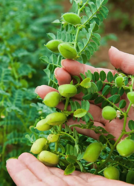 Garbanzo Bean – Chickpea – 20 Seeds