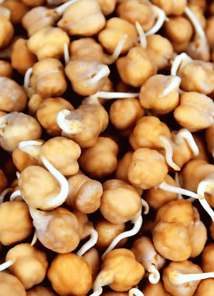 Garbanzo Bean – Chickpea – 20 Seeds
