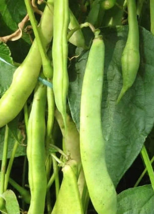 Dark Red Kidney Bean (Bush) – 20 Seeds