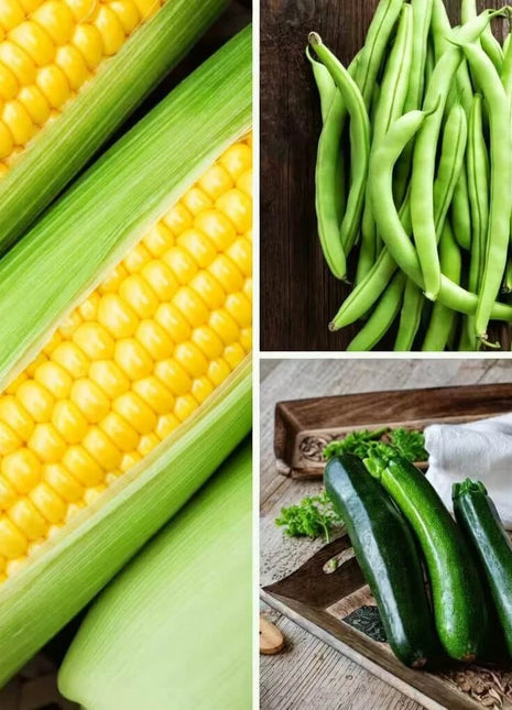 Three Sisters Seed Collection – Native American Farming – Corn, Bean, Squash