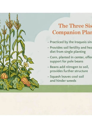 Three Sisters Seed Collection – Native American Farming – Corn, Bean, Squash