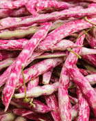Bean, French Horticulture (Bush) – 30 Seeds