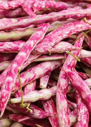 Bean, French Horticulture (Bush) – 30 Seeds