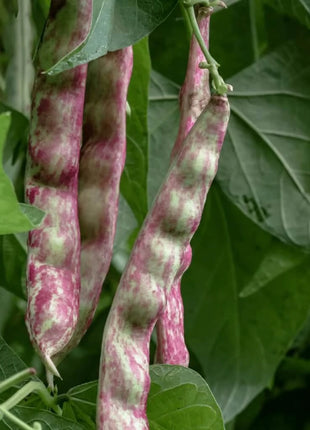 Bean, French Horticulture (Bush) – 30 Seeds
