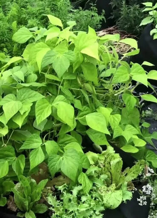 Gold Rush Bean (Bush) – 30 Seeds