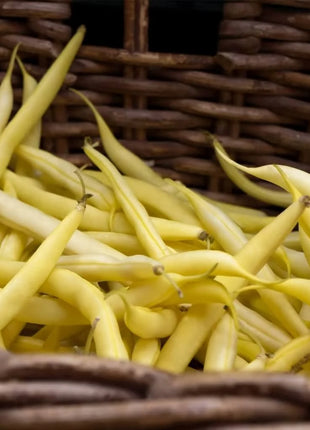 Gold Rush Bean (Bush) – 30 Seeds