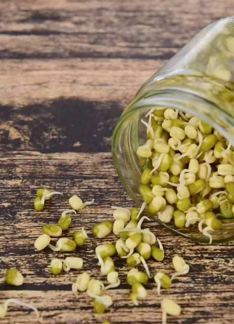 Mung Beans Sprout – 500 Seeds