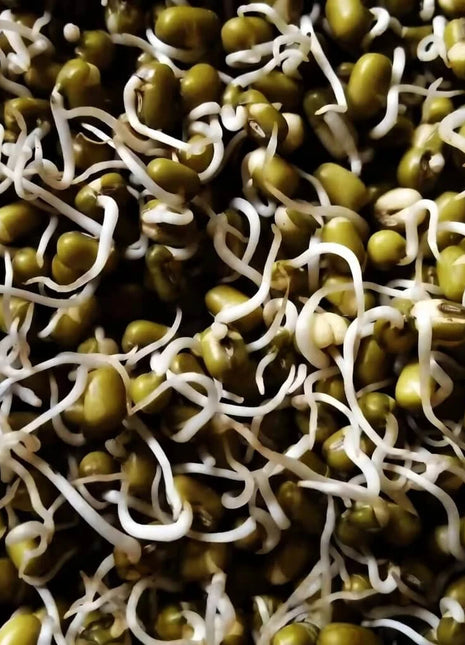 Mung Beans Sprout – 500 Seeds