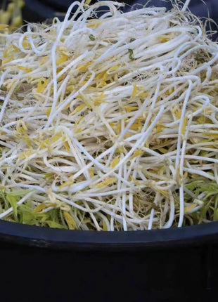 Mung Beans Sprout – 500 Seeds