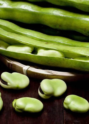 Broad Windsor Fava Bean – 10 Seeds