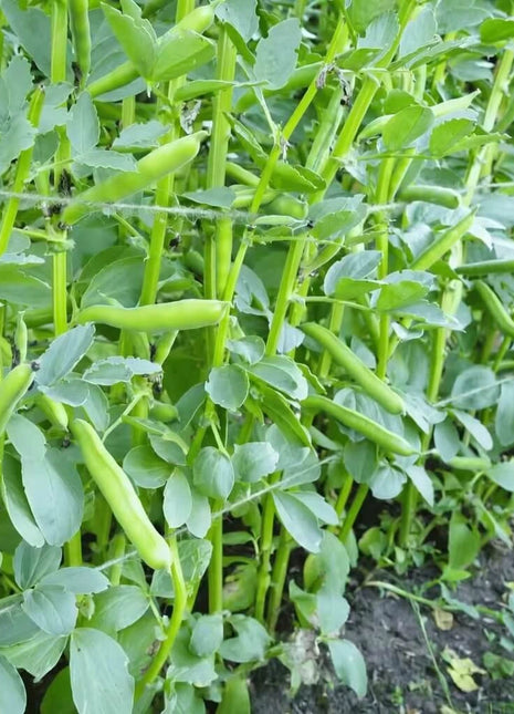 Broad Windsor Fava Bean – 10 Seeds