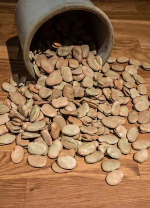 Broad Windsor Fava Bean – 10 Seeds