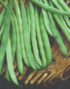 Kentucky Wonder Bean (Pole) – 50 Seeds