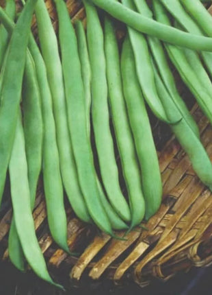 Kentucky Wonder Bean (Pole) – 50 Seeds