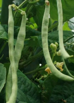 Kentucky Wonder Bean (Pole) – 50 Seeds