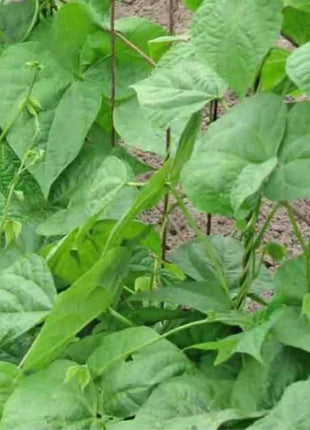 Kentucky Wonder Bean (Pole) – 50 Seeds