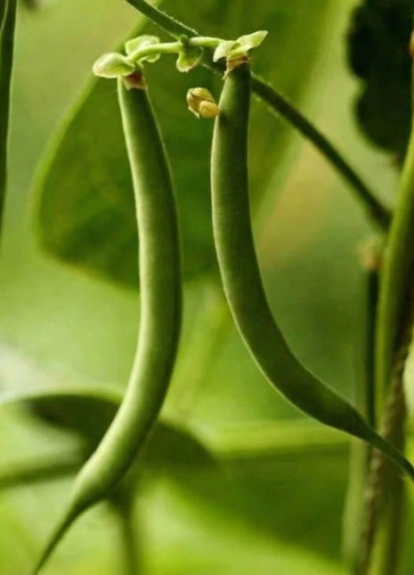 Kentucky Blue Bean (Pole) – 50 Seeds