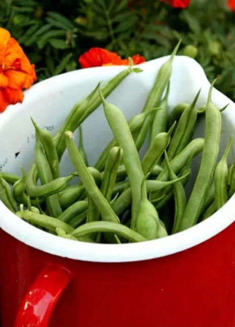 Kentucky Blue Bean (Pole) – 50 Seeds