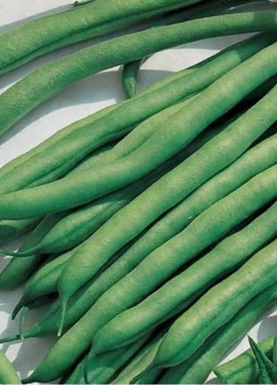 Kentucky Blue Bean (Pole) – 50 Seeds