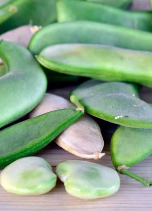 White Dixie Butterpeas Lima Bean (Bush) – 15 Seeds