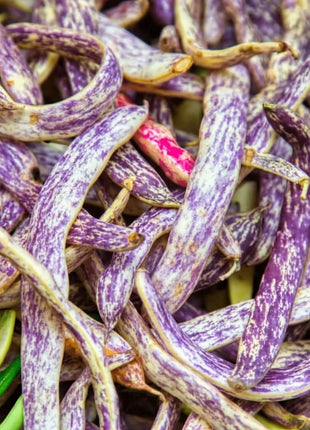 Dragon's Tongue Bean (Bush) – 20 Seeds