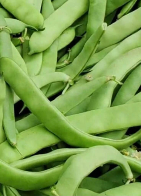 Roma II Bean (Bush Bean) – 30 Seeds