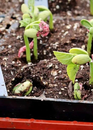 Roma II Bean (Bush Bean) – 30 Seeds