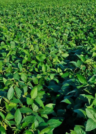Tohya Soybean – 50 Seeds