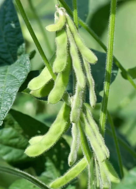 Tohya Soybean – 50 Seeds