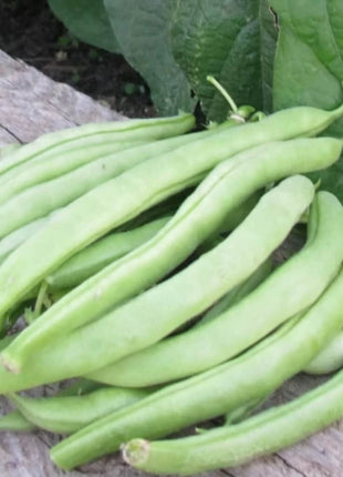 Topcrop Bean (Bush) – 50 Seeds