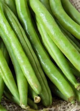 Topcrop Bean (Bush) – 50 Seeds