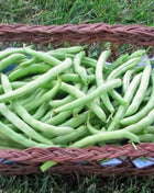 Topcrop Bean (Bush) – 50 Seeds