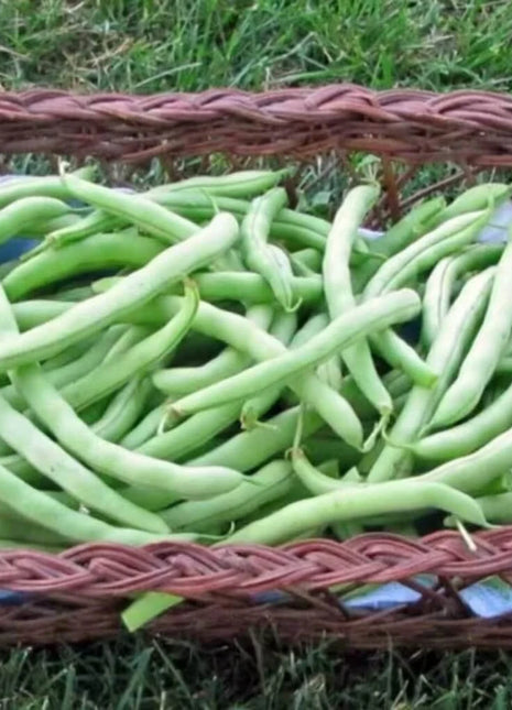 Topcrop Bean (Bush) – 50 Seeds