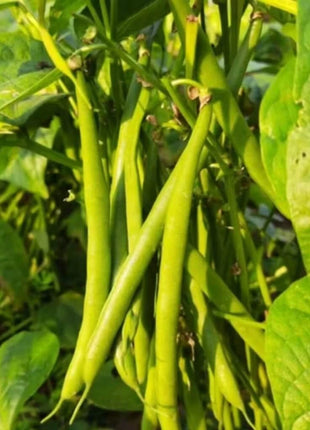 Topcrop Bean (Bush) – 50 Seeds