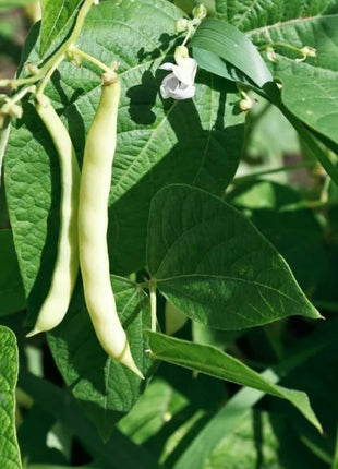 Navy Bean – 30 Seeds
