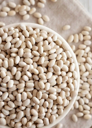 Navy Bean – 30 Seeds