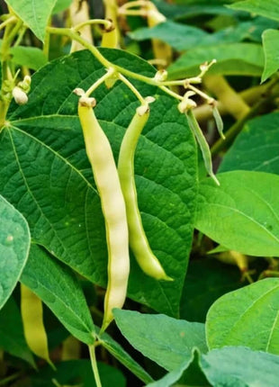 Navy Bean – 30 Seeds