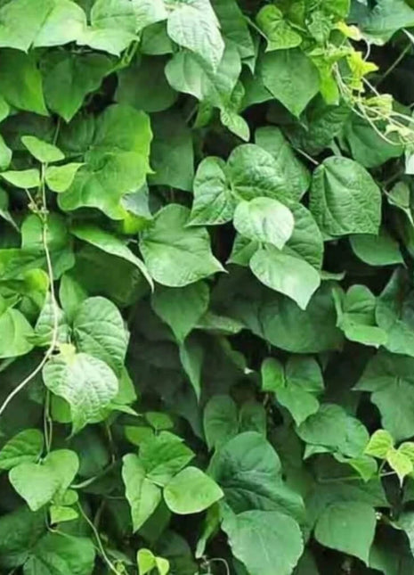 King of the Garden Lima Bean (Pole) – 15 Seeds