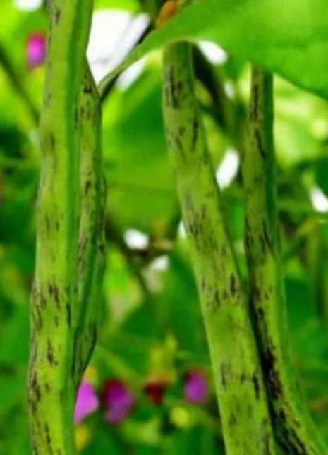 Tiger's Eye Bean (Bush) – 30 Seeds