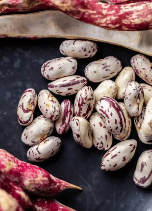 Vermont Cranberry Bean (Bush) – 20 Seeds