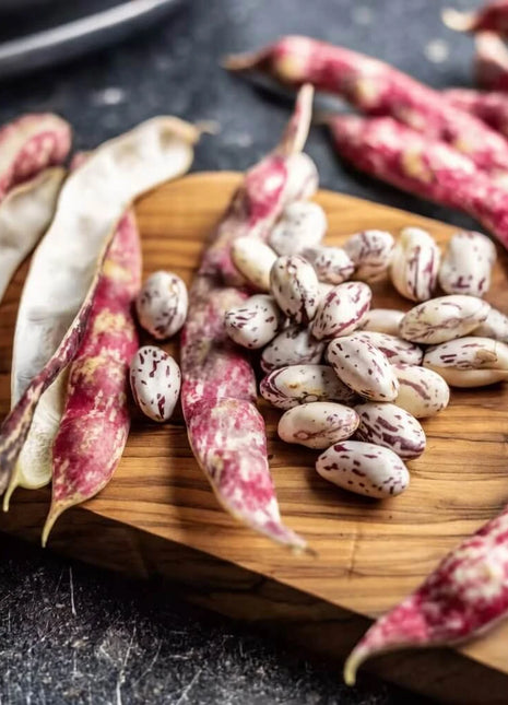 Vermont Cranberry Bean (Bush) – 20 Seeds