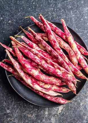 Vermont Cranberry Bean (Bush) – 20 Seeds