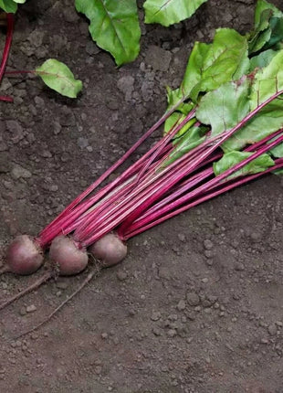 Detroit Dark Red Beet – 200 Seeds