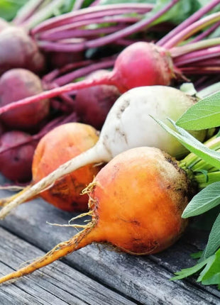 Gourmet Blend Beet – 50 Seeds