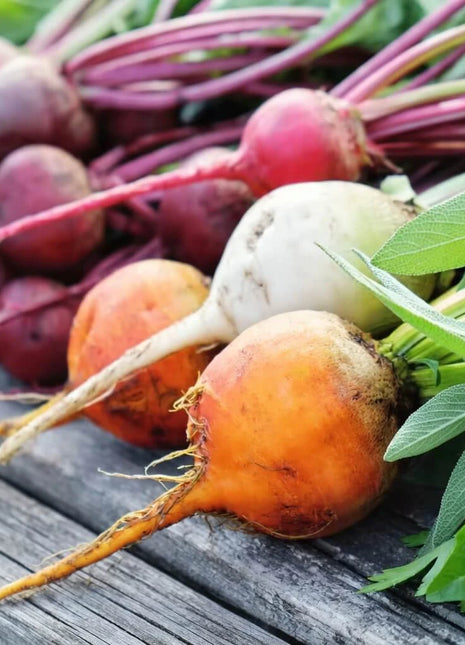 Gourmet Blend Beet – 50 Seeds