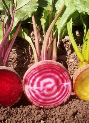 Gourmet Blend Beet – 50 Seeds