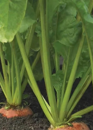Touchstone Beet – 50 Seeds
