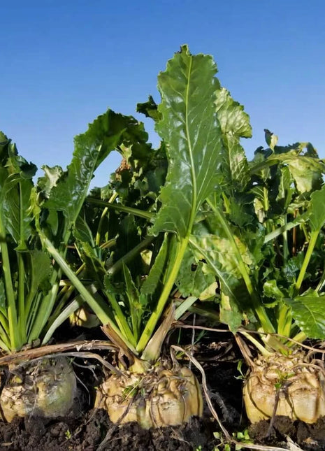 Sugar Beet – 50 Seeds