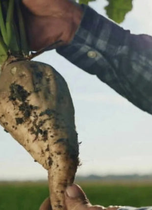 Sugar Beet – 50 Seeds