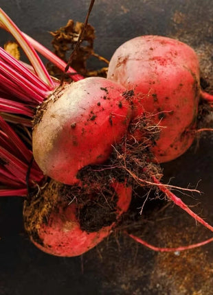 Chioggia Beet – 100 Seeds